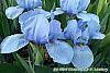 Iris 'Little Sapphire' flowers