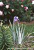 Iris pallida 'Variegata' habit