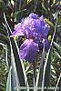 Iris pallida 'Variegata' flowers