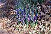 Iris reticulata habit