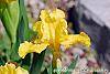 Iris 'Sun Doll' flowers