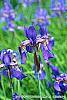Iris sibirica 'Caesar's Brother' flowers