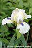 Iris 'Serenity Prayer' flowers