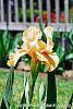 Iris 'Sugar Snaps' flowers