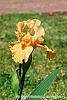 Iris 'Sugar Snaps' flowers