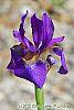 Iris typhifolia flowers