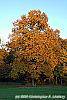 Carya ovata fall color