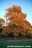 Carya ovata fall color