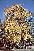 Carya ovata fall color