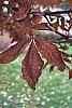 Carya tomentosa fall color