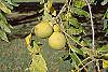 Juglans nigra fruit