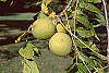 Juglans nigra fruit
