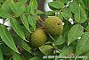 Juglans nigra fruit