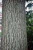 Juglans nigra bark