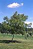 Juglans nigra 'Laciniata' habit