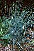 Juncus effusus habit