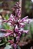 Agastache barberi 'Tutti Frutti'