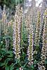 Agastache x 'Blue Fortune'