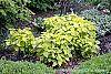 Agastache foeniculum 'Golden Jubilee' habit