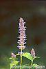 Agastache foeniculum 'Golden Jubilee' flowers