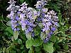 Ajuga reptans flowers