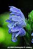 Dracocephalum argunense 'Fuji Blue' flowers