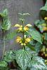 Lamiastrum galeobdolan 'Variegatum' flowers