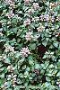 Lamium maculatum 'Pink Pewter' flowers
