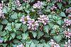 Lamium maculatum 'Pink Pewter' flowers
