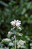 Lamium maculatum 'White Nancy'