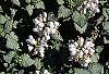 Lamium maculatum 'White Nancy' flowers