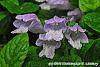 Meehania cordata flowers