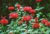 Monarda 'Cambridge Scarlet' flowers