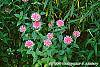 Monarda didyma 'Marshall's Delight' habit