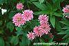 Monarda didyma 'Marshall's Delight' flowers