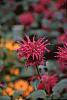Monarda 'Raspberry Wine'