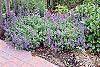 Nepeta mussinii 'Blue Wonder' habit