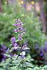 Nepeta mussinii 'Blue Wonder' flowers