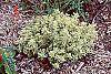Origanum vulgare 'Variegatum' habit