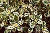 Origanum vulgare 'Variegatum' leaves