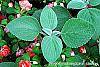 Plectranthus argenteus 'Silver Shield' leaves