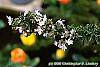 Rosmarinus officinalis flowers