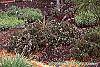 Rosmarinus officinalis 'Prostratus' habit
