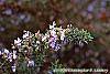 Rosmarinus officinalis 'Prostratus' flowers