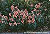 Salvia coccinea 'Coral' habit