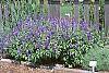 Salvia faranacea 'Victoria'