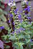 Salvia guaranitica flowers