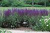 Salvia nemorosa 'Caradonna' habit
