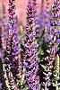 Salvia nemorosa 'East Friesland' flowers
