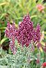 Salvia nemorosa 'Plumosa' flowers
